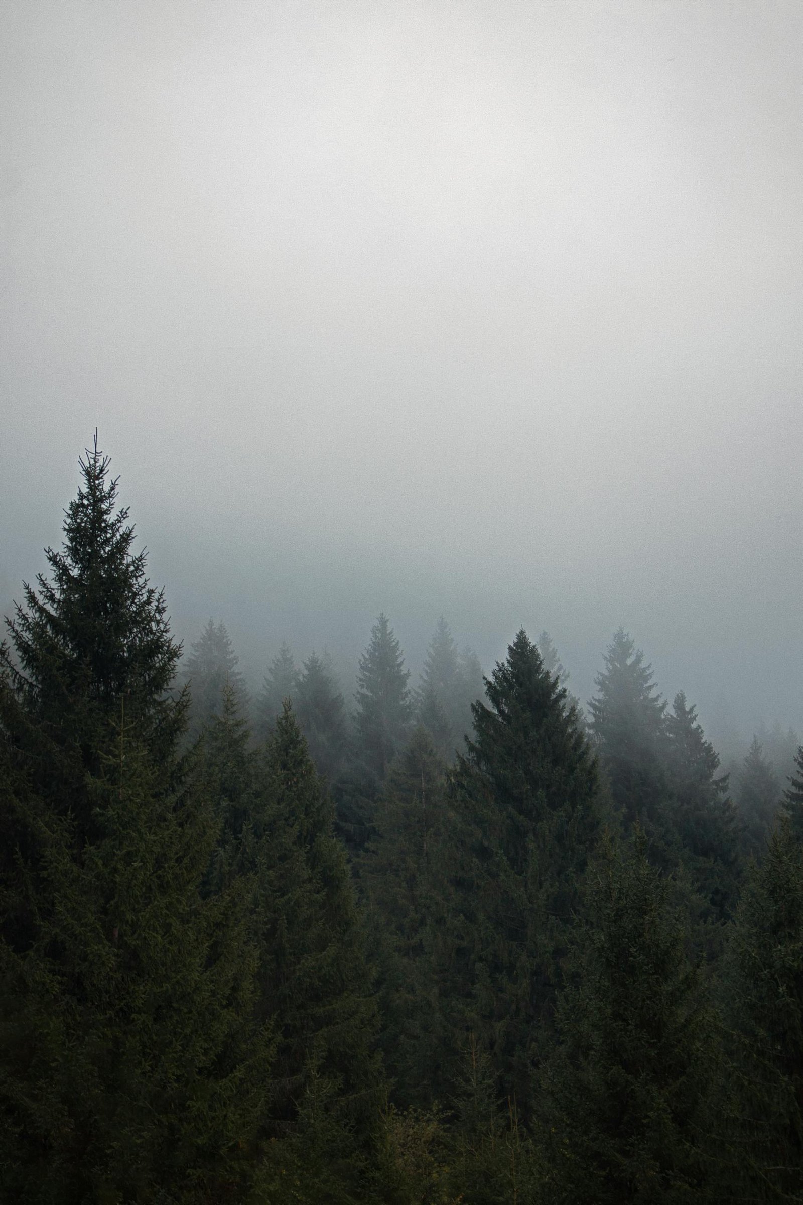 Foggy pine forest in Italy creates a serene, mysterious atmosphere.